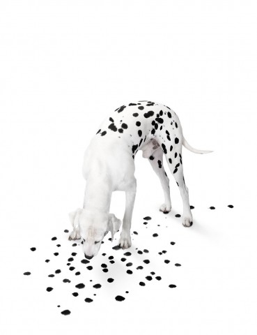 dalmatier