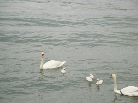 gulbes